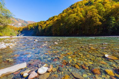 Dağ nehri ve ormanla sonbahar manzarası. Rusya, Kafkasya, Adygea