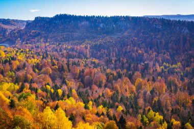 Sonbaharda dağ ormanlarında ağaçların olduğu manzaralı bir yer..