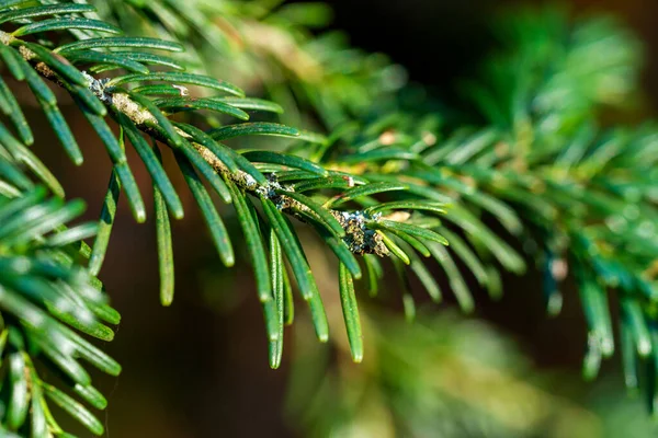 Zielone Kłujące Gałęzie Drzewa Futerkowego Lub Sosny — Zdjęcie stockowe