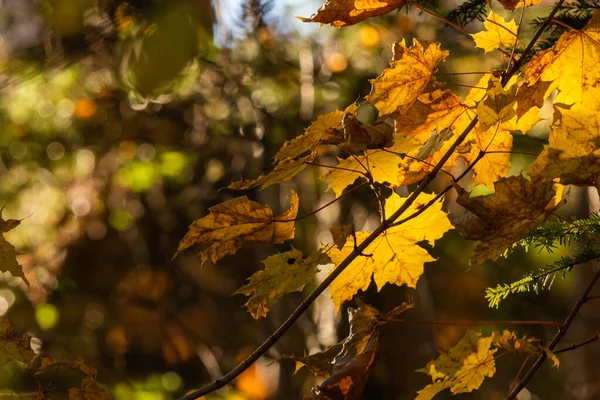 黄色の木の上に残します 背景がぼやけている黄色のカエデの葉 秋の公園の黄金の葉 スペースのコピー — ストック写真