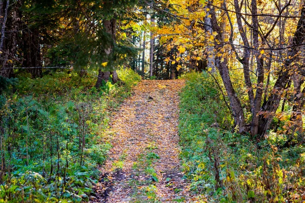 秋天树木间森林路径的景致 — 图库照片