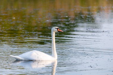 Gölet suyunda beyaz kuğu.