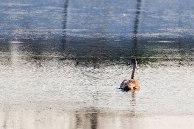 Genç gri dilsiz kuğu ya da Cygnus rengi suda yüzüyor..