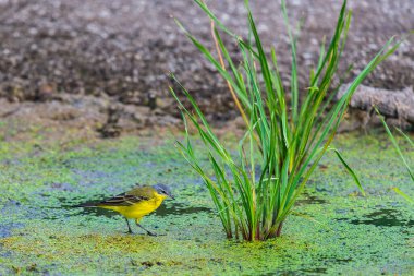 Sarı kuyruklu veya Motacilla flava feldegg vahşi doğada