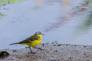 Vahşi doğada dişi Batı Sarı Wagtail veya Motacilla flava