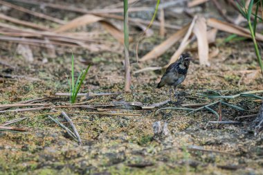 Bluethroat ya da Luscinia svecica kuşu vahşi doğada