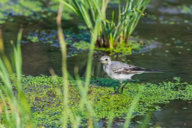 Beyaz Wagtail veya Motacilla alba. Wagtails ötücü kuşların bir cinsidir. Wagtail en yararlı kuşlardan biridir. Sivrisinekleri ve sinekleri öldürür, bu da havada ustalıkla kovalar..