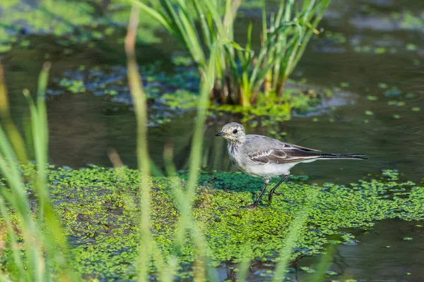 Beyaz Wagtail veya Motacilla alba. Wagtails ötücü kuşların bir cinsidir. Wagtail en yararlı kuşlardan biridir. Sivrisinekleri ve sinekleri öldürür, bu da havada ustalıkla kovalar..