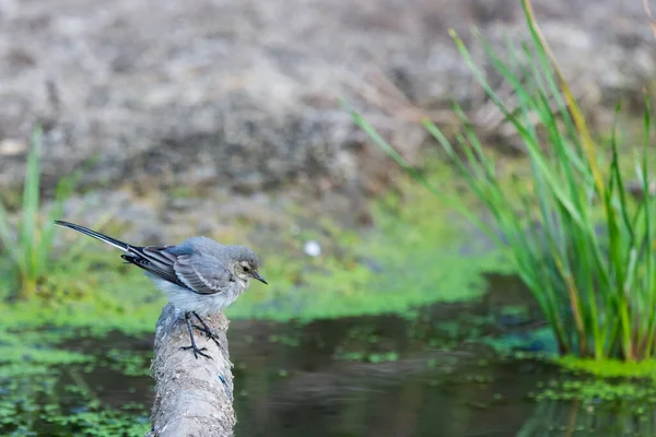 Witte Kwikstaart Motacilla Alba Wagtails Een Geslacht Van Zangvogels Uit — Stockfoto