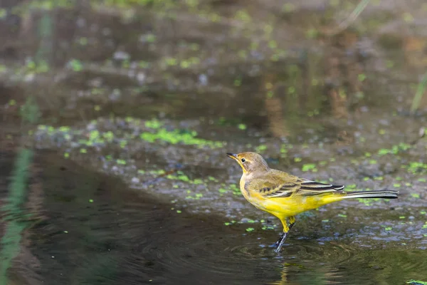 Feminino Ocidental Amarelo Wagtail Motacilla Flava Natureza Selvagem — Fotografia de Stock