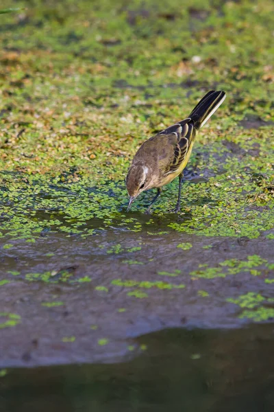 Amarelo Wagtail Motacilla Flava Feldegg Natureza Selvagem — Fotografia de Stock