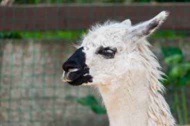 Lama çiftliğindeki beyaz bir lama portresi.