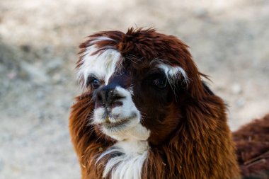 Peru Lama 'sı. Lama, alpaka, Peru, Güney Amerika 'da Vicuna çiftliği. And Andean Animal. Lama Güney Amerika Camelid 'i..