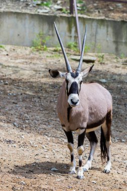 Hayvanat bahçesinde Gemsbok veya Gemsbok veya Oryx gazella.