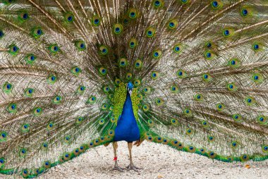 Erkek tavus kuşunu, kuyruğunun tüylerini tamamen açmış bir şekilde kapat..