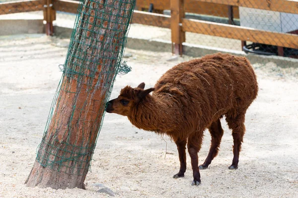 Llama Peruana Granja Llama Alpaca Vicuna Perú Sudamérica Animales Andinos —  Fotos de Stock