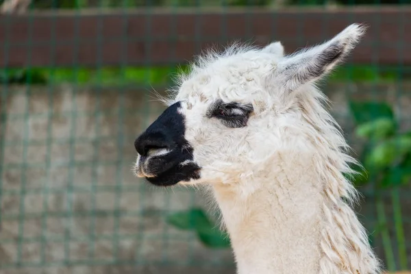 Retrato Lama Blanco Granja Lamas —  Fotos de Stock
