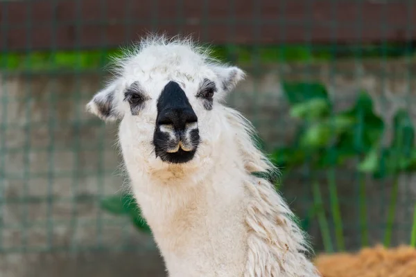 Retrato Lama Blanco Granja Lamas —  Fotos de Stock