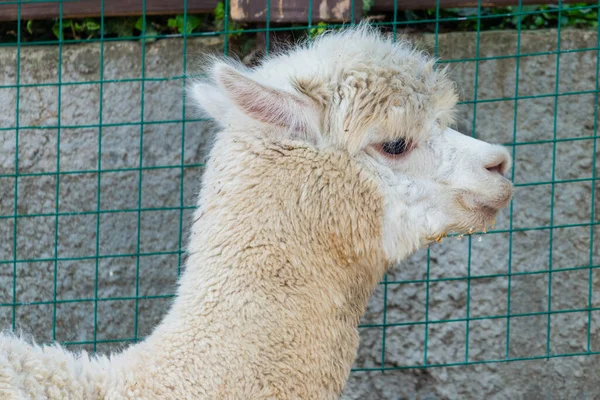 Retrato Lama Blanco Granja Lamas —  Fotos de Stock