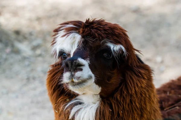 Peruánský Lama Farma Lamy Alpaky Vicuna Peru Jižní Amerika Andean — Stock fotografie