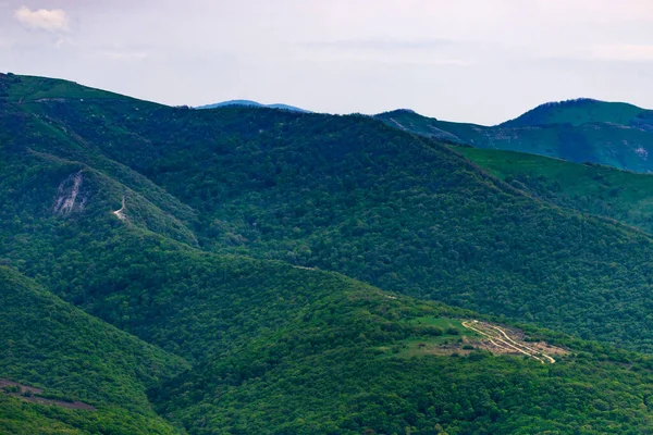 Зелений Лісовий Фон Гірському Регіоні — стокове фото