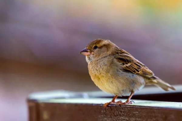 Primer Retrato Gorrión Casa Macho Passer Domesticus Paseriformes Posados Rama — Foto de Stock