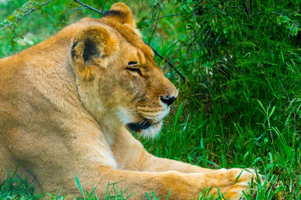 Retrato Leão Fêmea Estrelando Descanso Grama — Fotografia de Stock