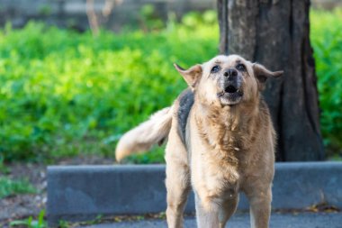 Koyu kulaklı saldırgan köpek bahçeyi koruyor..