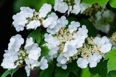 Bahçede çiçek açan viburnum çiçeği.