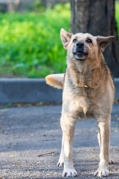 Aggressive outbred dog with dark ears guards the yard.