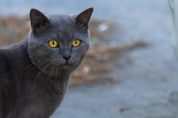 Chat Britannique Poil Court Chat Domestique Chat Castré Plein Air — Photo