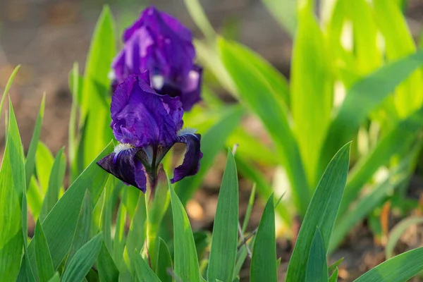 Pretty Blooming Violet Iris Flower Garden — Stock Photo, Image