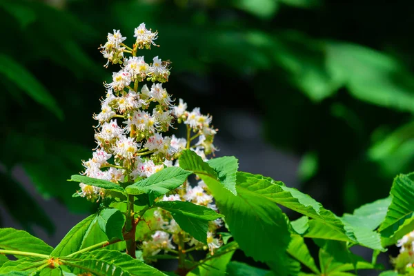Çiçek açan kestane ağacının dalları. Bir şehirde ilkbahar.