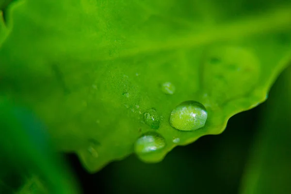 Green Leaf Drops Water Macro Shot — Stock Photo, Image