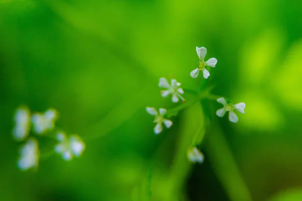 Weiße Kleine Blüten Vor Dem Verschwommenen Hintergrund Grünen Grases Myosotis — Stockfoto