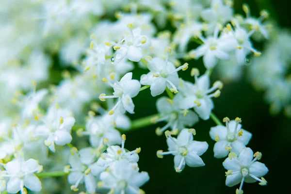 Fundo Floral Verão Inflorescências Brancas Delicadas Viburnum Contra Fundo Folhas — Fotografia de Stock