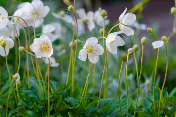 Anemone Blooming Flower Garden Spring Time — Stock Photo, Image
