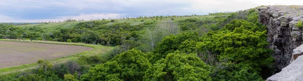 崖の近くの美しい木 緑の谷や高原を背景にした石の間の山岳地帯の森 — ストック写真