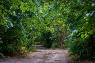 Ormandaki toprak yol ya da derin ağaçların arasına park etmek..