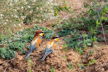 İki Avrupalı arı yiyici yuvanın yanında yerde oturuyor..