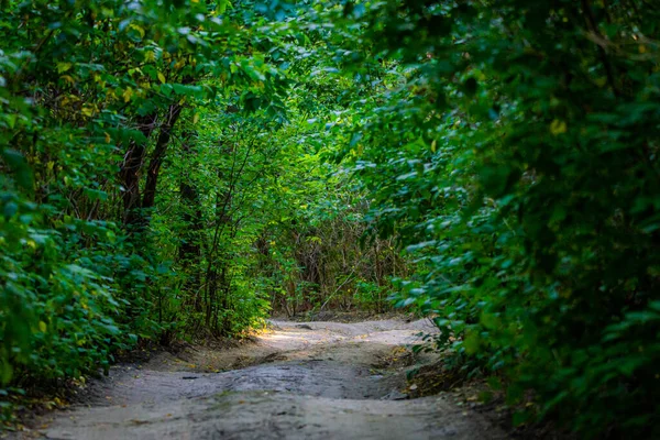 Camino Tierra Bosque Parque Entre Los Árboles Una Profunda —  Fotos de Stock