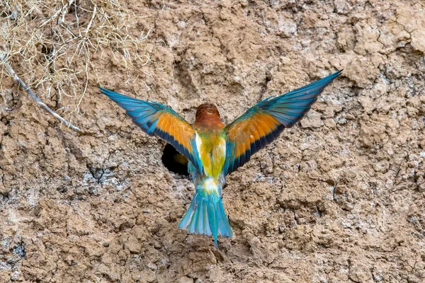 Comedor Abelhas Europeu Apiaster Merops Chão Perto Buraco Ninho — Fotografia de Stock