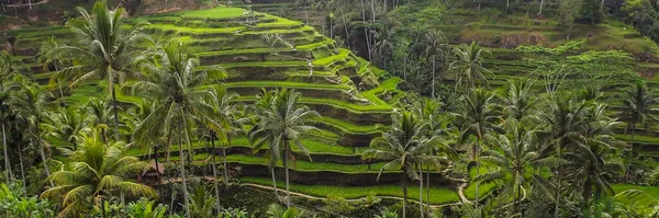 Pirinç teraslarının havadan görünümü. Drone ile manzara. Havadan tarımsal manzara. Yaz aylarında pirinç terasları. Unesco Dünya Mirası - Jatiluwih rise terrace, Bali, Endonezya. Seyahat - resim