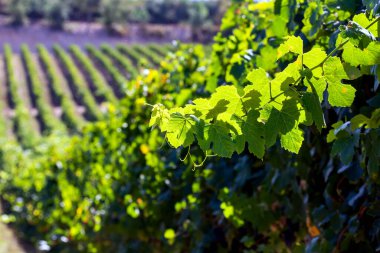 Taze kırmızı üzüm demetleri..