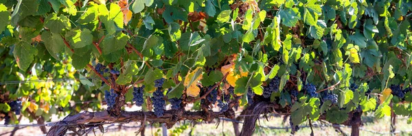 Obraz Pęczków Świeżych Czerwonych Winogron — Zdjęcie stockowe