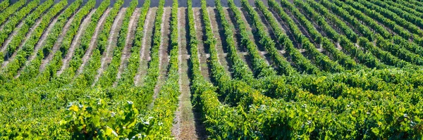 Rijen Druiven Wijngaarden Druivenkwekerijen Vóór Oogst — Stockfoto