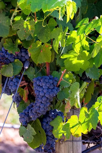 Een Afbeelding Van Trossen Verse Rode Druiven — Stockfoto