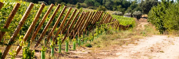 Een Vallei Van Wijngaarden Landelijke Onverharde Weg — Stockfoto