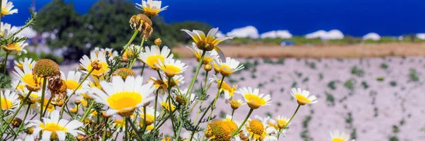 Sommer Helle Landschaft Mit Schönen Wilden Blumen Kamillen — Stockfoto