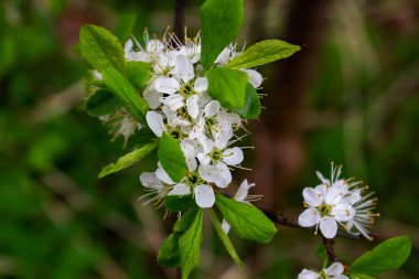Yasemin çiçeği dalı. Bahçedeki yasemin çiçeklerine yakın çekim. Yasemin çiçekleri güneşli bir günde çalılıklarda çiçek açar. Çiçekli beyaz arka planda 5 taç yaprağı olan yumuşak yasemin çiçeği. Sığ odak derinliği